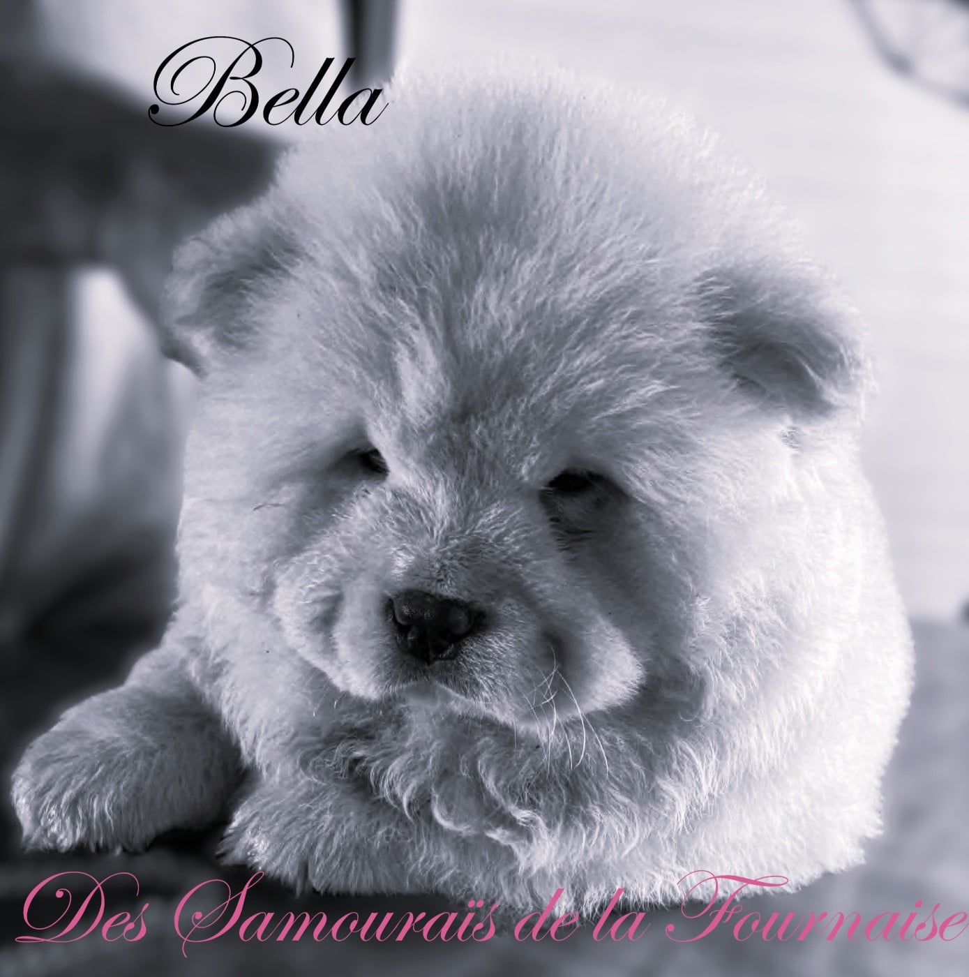 bella