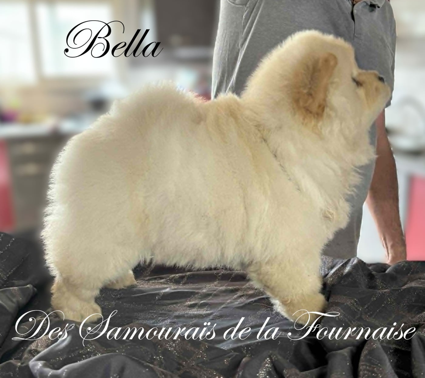bella