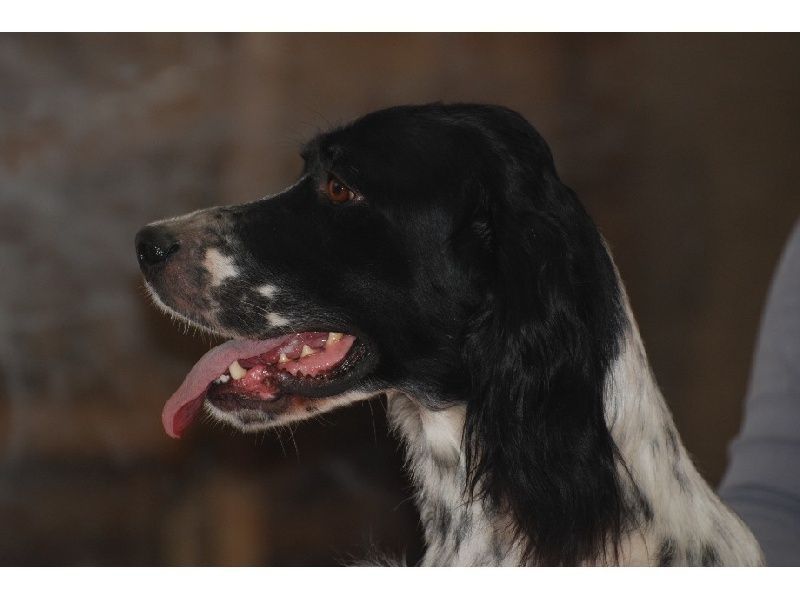 Fara du fief de la Garenne - TAN