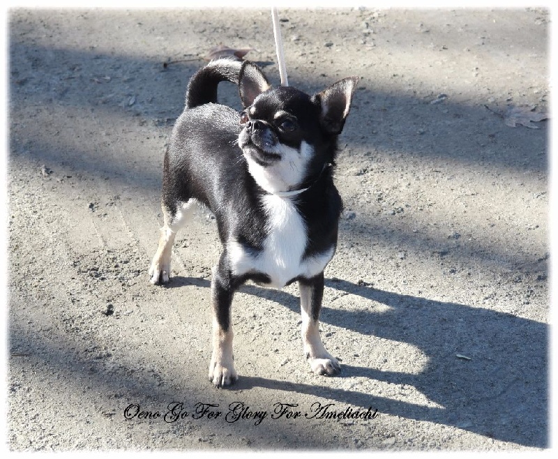 Publication : Du Secret Des Dieux Auteur : Du Secret Des Dieux