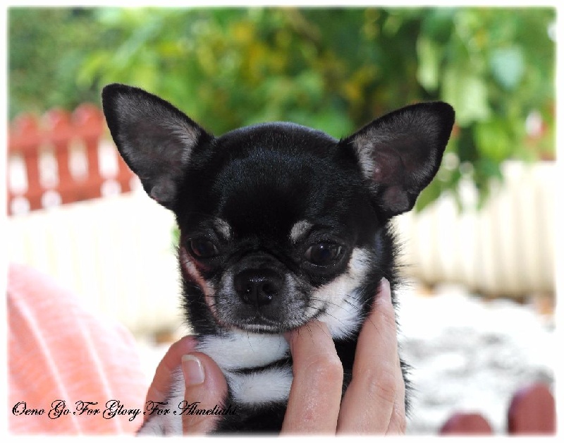 Publication : Du Secret Des Dieux Auteur : Du Secret Des Dieux