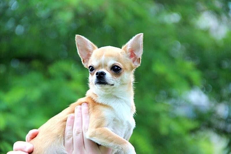 Publication : Du Secret Des Dieux Auteur : Du Secret Des Dieux