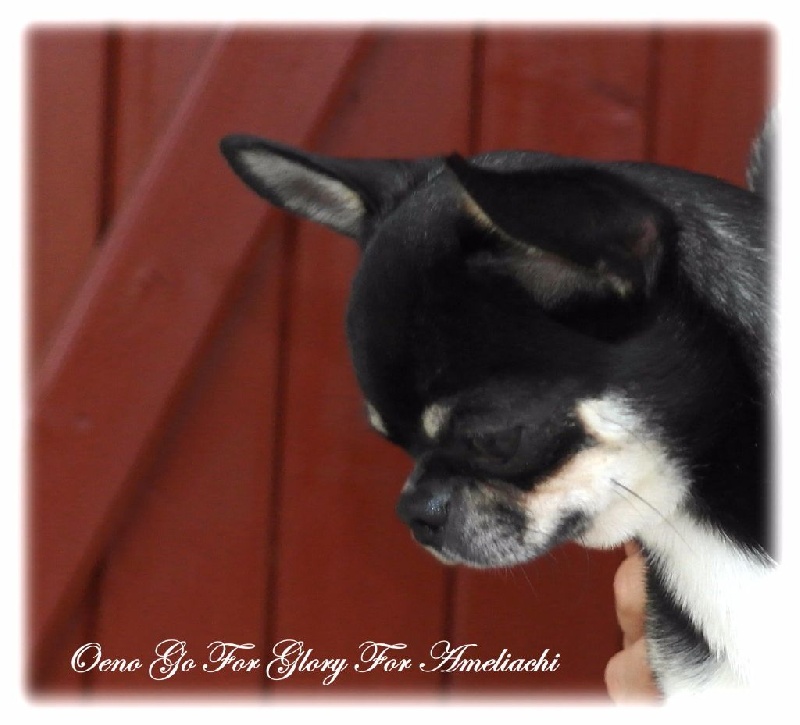 Publication : Du Secret Des Dieux Auteur : Du Secret Des Dieux