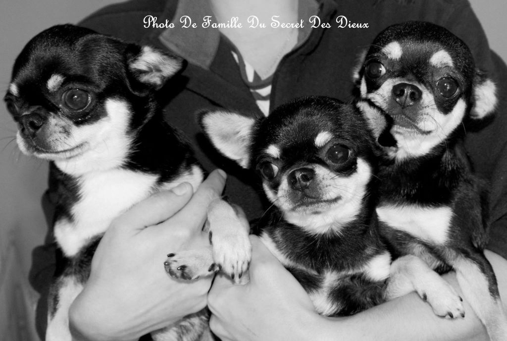 Publication : Du Secret Des Dieux Auteur : Du Secret Des Dieux