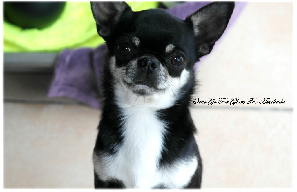 Publication : Du Secret Des Dieux Auteur : Du Secret Des Dieux