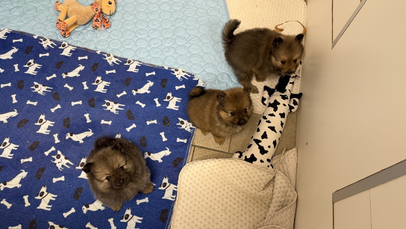 Chiot Spitz allemand