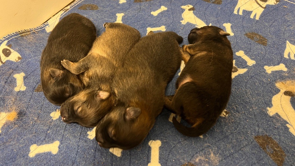 Spitz allemand - De La Vallée Australe De Rione