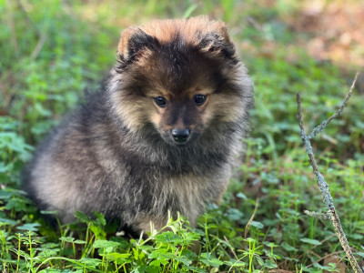 Les chiots de Spitz allemand