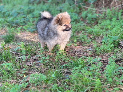 Les chiots de Spitz allemand