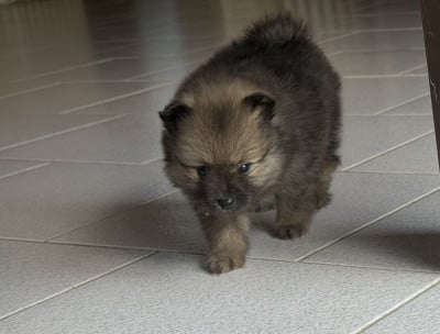 Les chiots de Spitz allemand