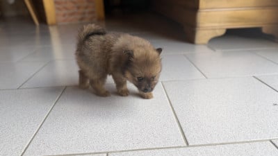 Les chiots de Spitz allemand