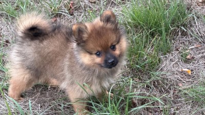 Les chiots de Spitz allemand