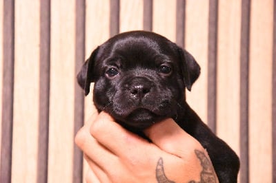 Les chiots de Staffordshire Bull Terrier