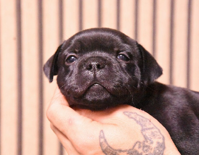 Les chiots de Staffordshire Bull Terrier