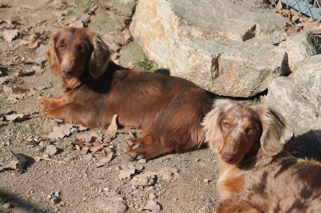 Sweet dream Of Moonlight Blue