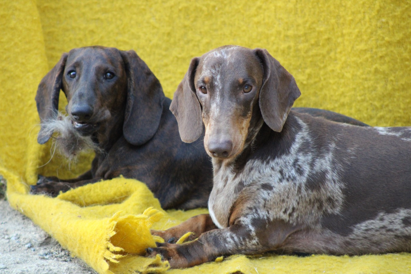 Publication : Good Spotted Paradise