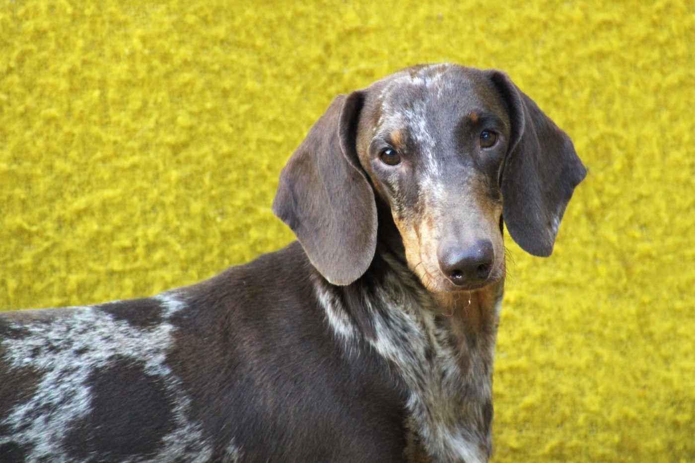 Publication : Good Spotted Paradise