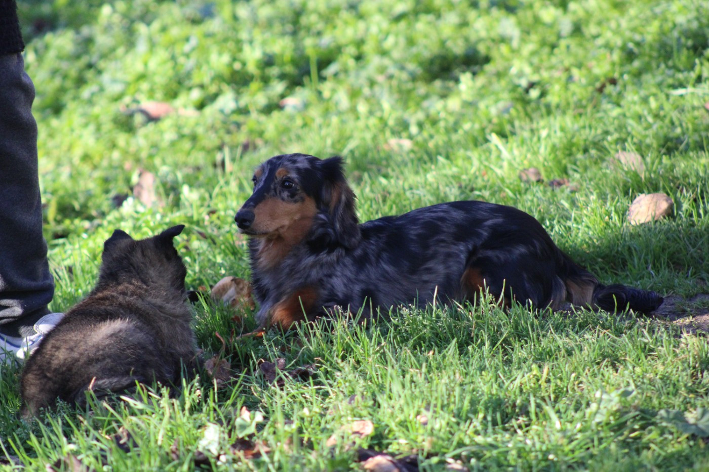 Atomic bombe Good Spotted Paradise