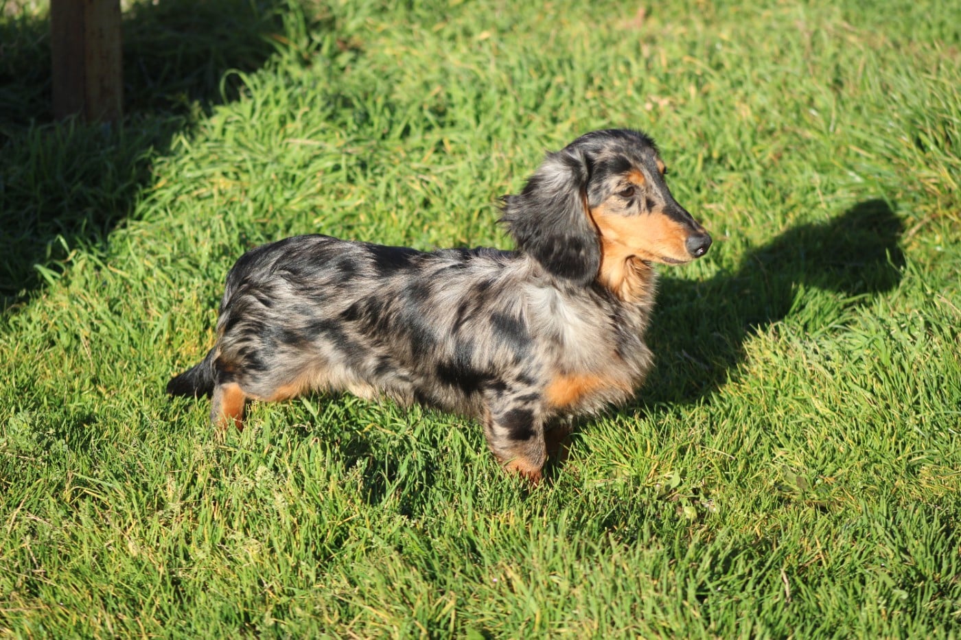 Atomic bombe Good Spotted Paradise