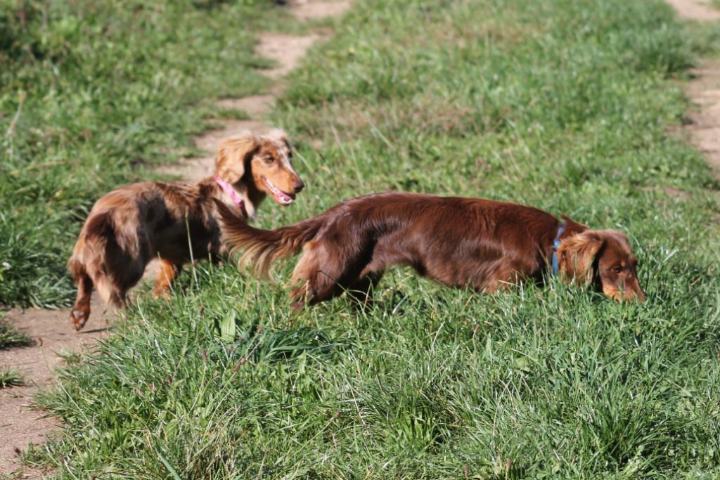 Sweet dream Of Moonlight Blue