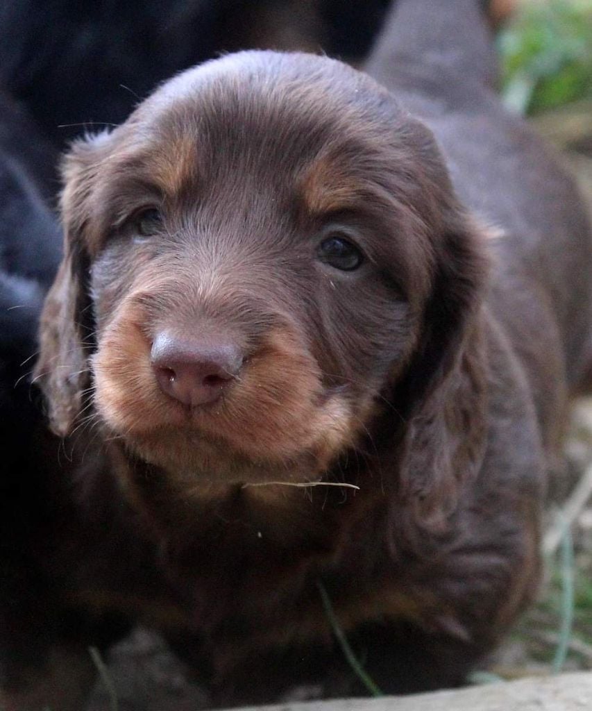 Sweet dream Of Moonlight Blue