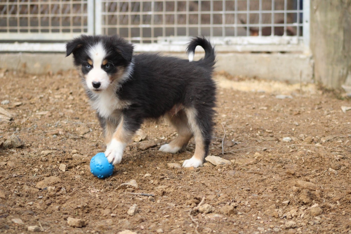 CHIOT 8 - Berger Australien