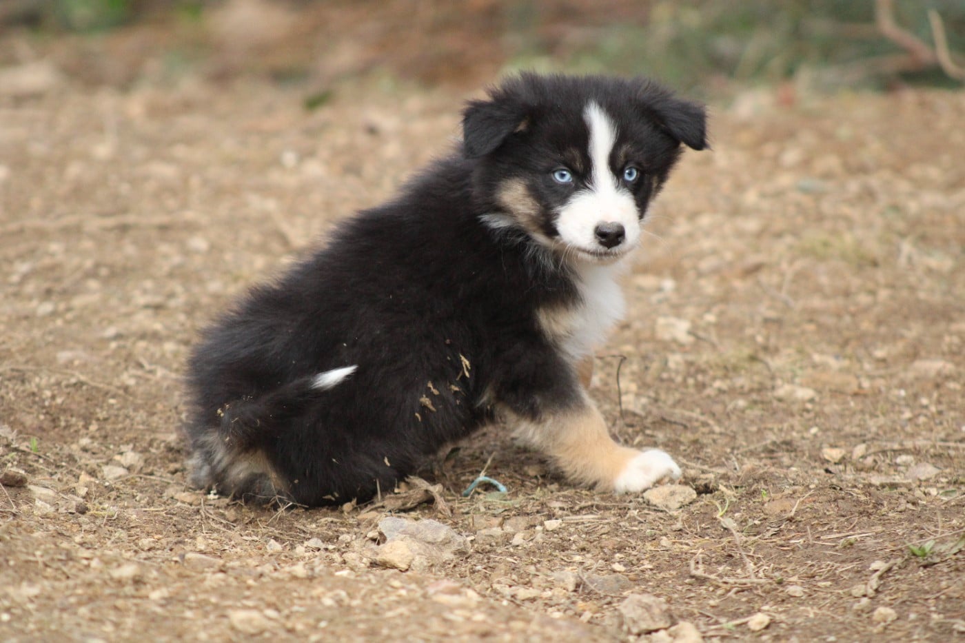 CHIOT 9 - Berger Australien