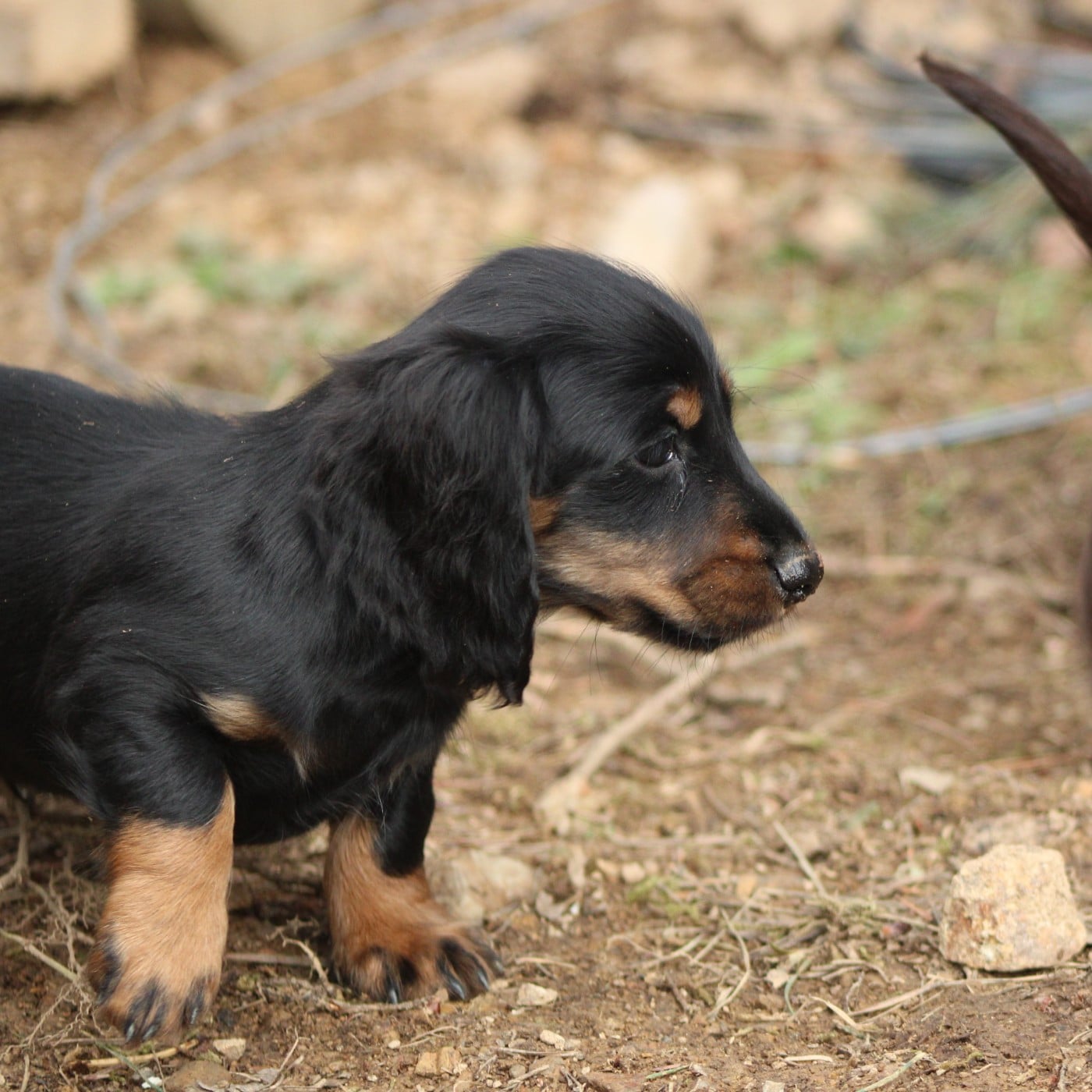 Aribot - Teckel poil long