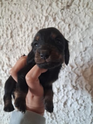 Les chiots de Teckel poil long