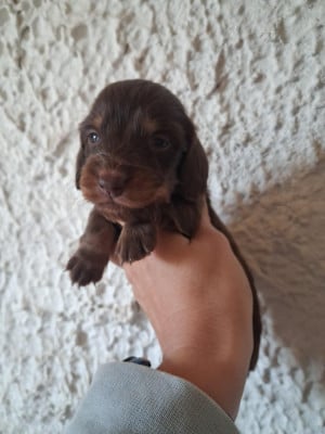 Les chiots de Teckel poil long