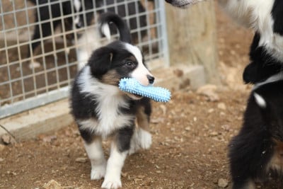 Les chiots de Berger Australien