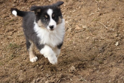 Les chiots de Berger Australien