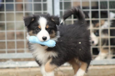 Les chiots de Berger Australien