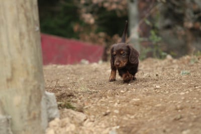 Les chiots de Teckel poil long