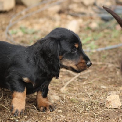 Les chiots de Teckel poil long
