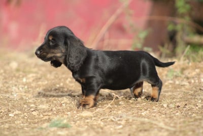 Les chiots de Teckel poil long