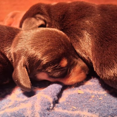 Les chiots de Teckel poil ras