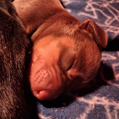 Les chiots de Teckel poil ras