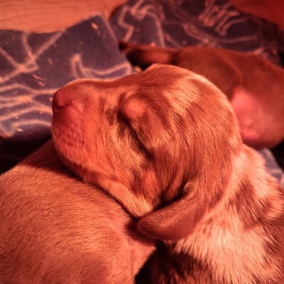 Les chiots de Teckel poil ras