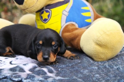 Les chiots de Teckel poil ras