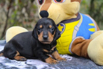 Les chiots de Teckel poil ras