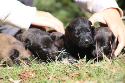 Les chiots de Berger hollandais