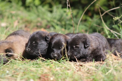 Les chiots de Berger hollandais