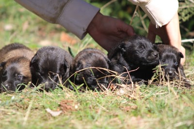 Les chiots de Berger hollandais