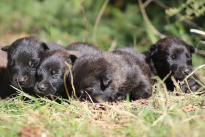 Les chiots de Berger hollandais
