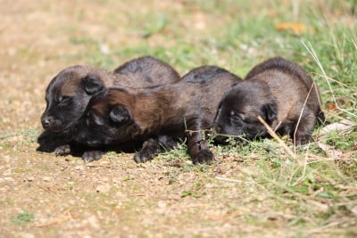 Les chiots de Berger hollandais