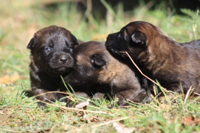 Les chiots de Berger hollandais