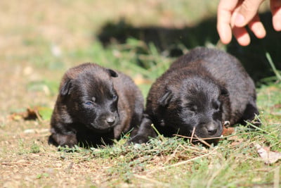 Les chiots de Berger hollandais