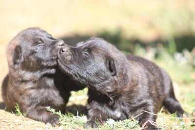 Les chiots de Berger hollandais