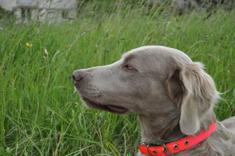 Fiona des Rives du Talaron - Très bon (jeune femelle) - confirmation